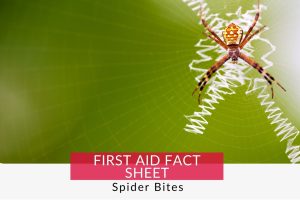 spider in a web, learn how to manage spider bites with our spider bite first aid fact sheet