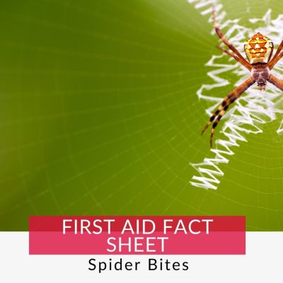 spider in a web, learn how to manage spider bites with our spider bite first aid fact sheet