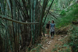 people-walking-through-rainforest wellbeing tips