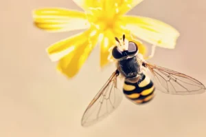 bees-and-wasps-may-cause-a-severe-allergic-reaction