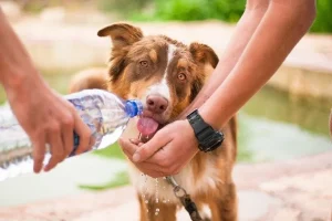 dog-drinking-water-from-water-bottle learn first aid