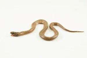 Snake Snake bite safety