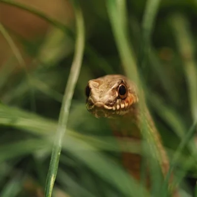 first aid management, learn first aid