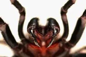 Funnel Web Spider, deadly spider saving lives