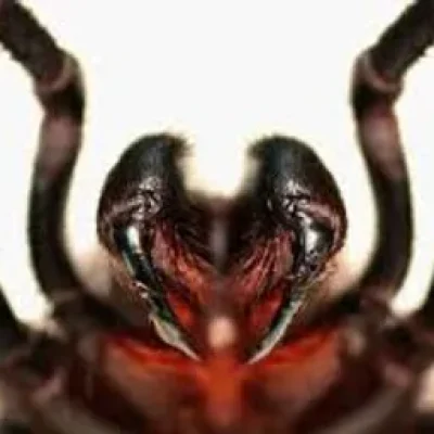 Funnel Web Spider, deadly spider saving lives